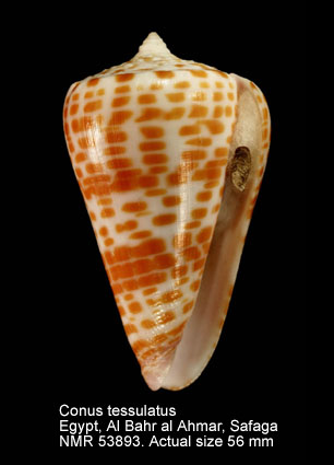 Conus tessulatus.jpg - Conus tessulatusBorn,1778